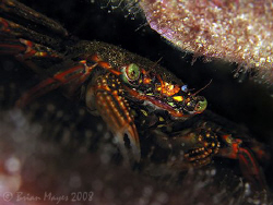 Colourful crab hiding under coral.<><><>Canon G9, Inon UC... by Brian Mayes 